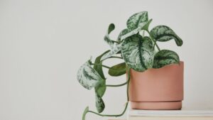 5 Pflanzen, die den Wohlstand im Zuhause hemmen