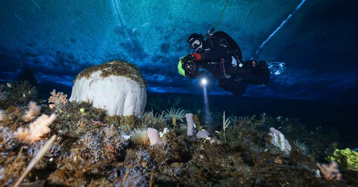 Anna Vesanens Expedition zur Antarktis: Ein Traum wird Wirklichkeit