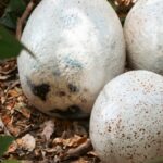 Archäologen finden Dinosaurier-Eier, die vor 72 Millionen Jahren in Spanien gelegt wurden