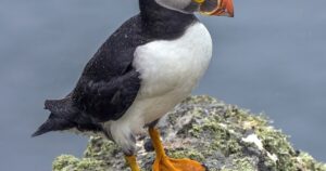 Auf der Suche nach den Puffins in Massachusetts