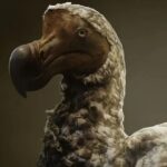 Das Dodô: Ambitioniertes Projekt zur Rückkehr einer ausgestorbenen Art