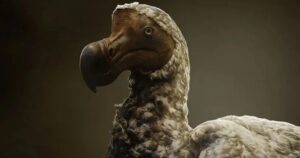 Das Dodô: Ambitioniertes Projekt zur Rückkehr einer ausgestorbenen Art