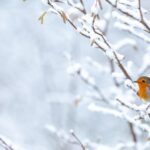 Der Beginn des astronomischen Winters und das Wintersonnenwende