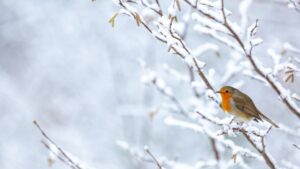 Der Beginn des astronomischen Winters und das Wintersonnenwende