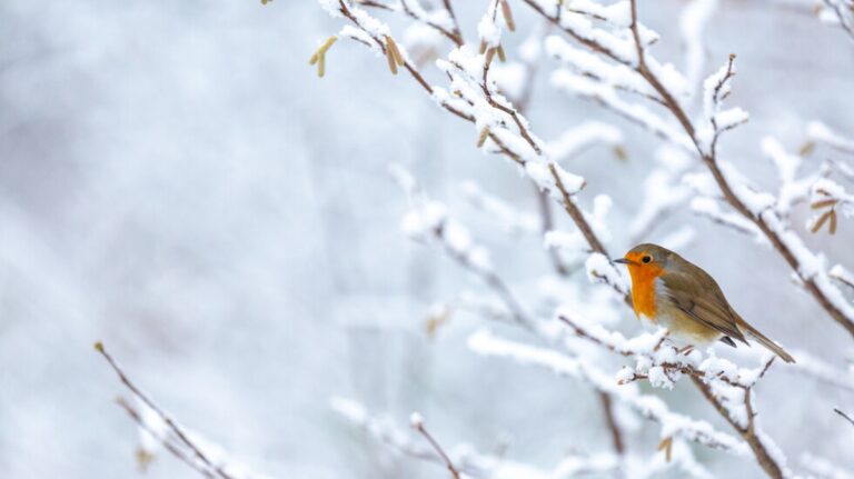 Der Beginn des astronomischen Winters und das Wintersonnenwende