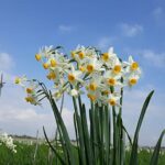 Der König der Sümpfe und Schlamm: Ein Ausflug zur Narzissenblüte vor oder nach dem Regen