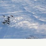 Die Auswirkungen des Klimawandels auf nördliche Torfmoore