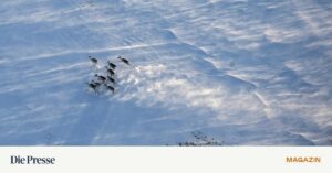 Die Auswirkungen des Klimawandels auf nördliche Torfmoore