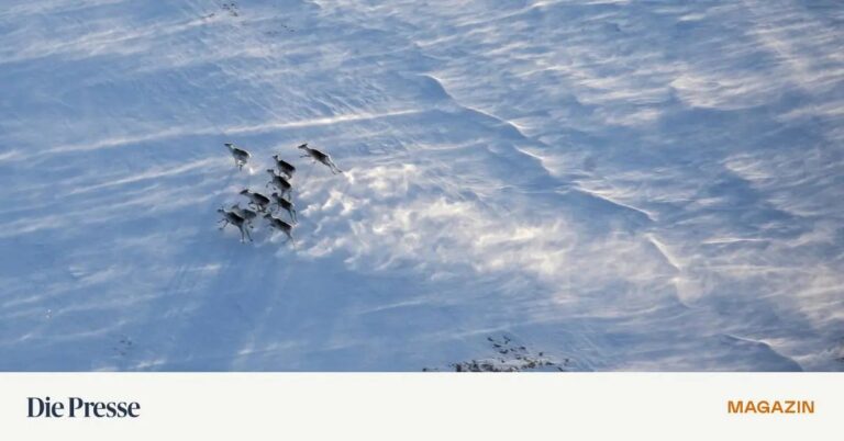 Die Auswirkungen des Klimawandels auf nördliche Torfmoore
