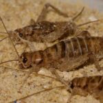 Die Auswirkungen von Mikroplastik auf Insekten und das Ökosystem