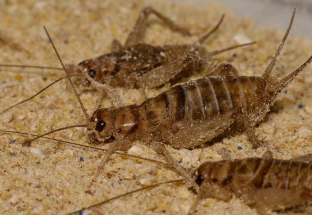 Die Auswirkungen von Mikroplastik auf Insekten und das Ökosystem