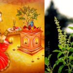 Die Bedeutung der Tulsi Pflanze im Sanatana Dharma
