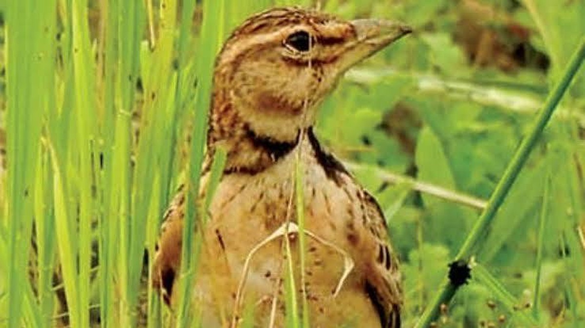 Die Entdeckung des Bimakulierter Lärken in Kerala