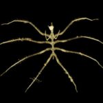 Die Entdeckung neuer Lebensformen durch Tiefseebergbau