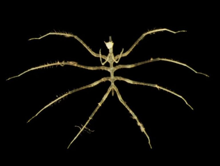 Die Entdeckung neuer Lebensformen durch Tiefseebergbau