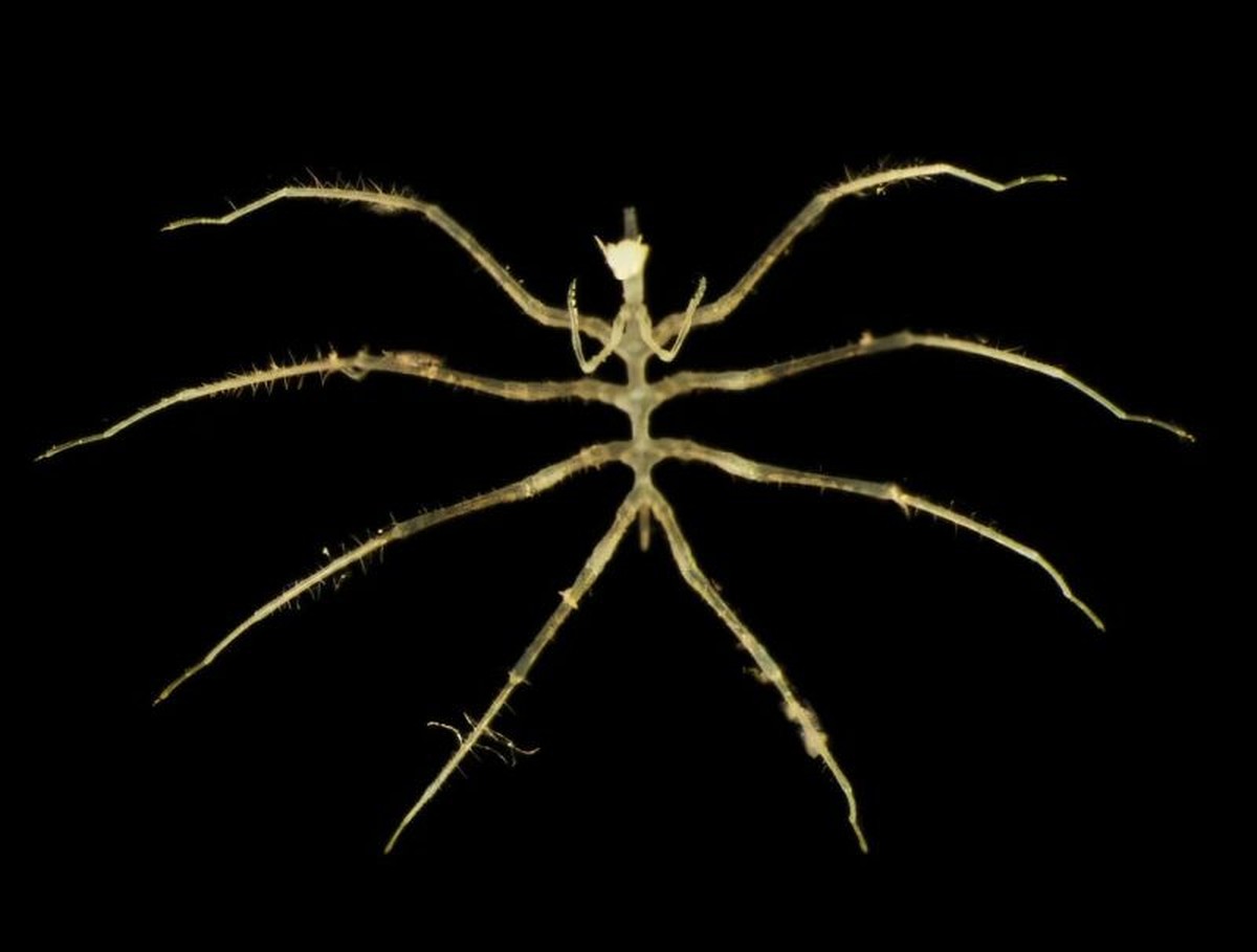 Die Entdeckung neuer Lebensformen durch Tiefseebergbau