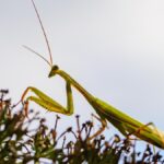 Die Europäische Gottesanbeterin in Thüringen: Eine Beobachtung der Ausbreitung