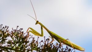 Die Europäische Gottesanbeterin in Thüringen: Eine Beobachtung der Ausbreitung
