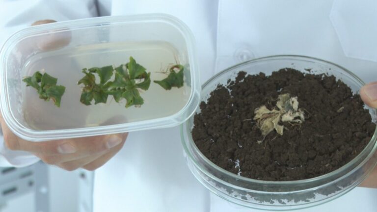 Die faszinierenden molekularen Mechanismen von Wildpflanzen zur Anpassung an extreme klimatische Bedingungen