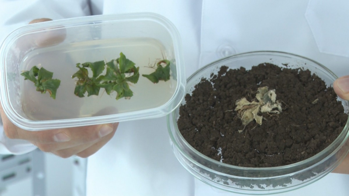 Die faszinierenden molekularen Mechanismen von Wildpflanzen zur Anpassung an extreme klimatische Bedingungen