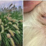 Die Gefahren von Gräsern für Haustiere