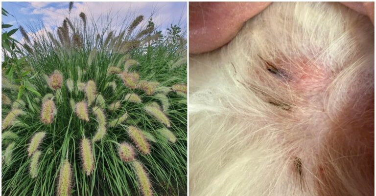 Die Gefahren von Gräsern für Haustiere