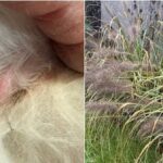 Die Gefahren von Ziergräsern für Haustiere in Südosteuropa