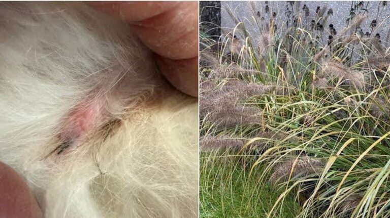 Die Gefahren von Ziergräsern für Haustiere in Südosteuropa