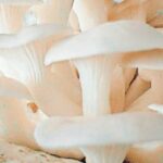 Die Geheimnisse der essbaren Pilze: Auswahl und Vorsicht