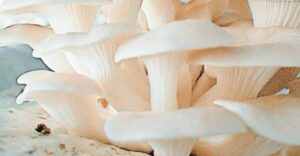 Die Geheimnisse der essbaren Pilze: Auswahl und Vorsicht