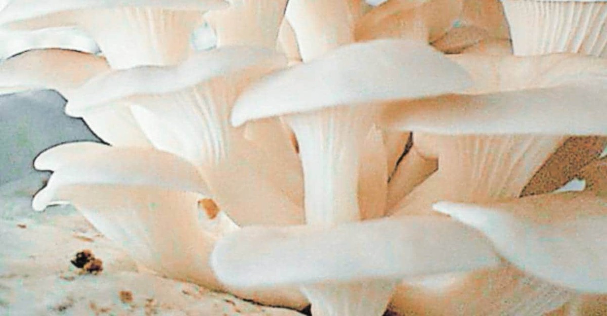 Die Geheimnisse der essbaren Pilze: Auswahl und Vorsicht