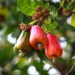 Die giftigsten Pflanzen der Welt: Ein Blick auf die Cashewbaum