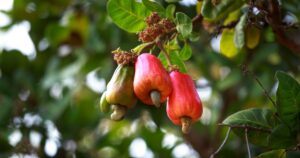 Die giftigsten Pflanzen der Welt: Ein Blick auf die Cashewbaum