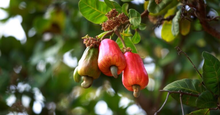 Die giftigsten Pflanzen der Welt: Ein Blick auf die Cashewbaum