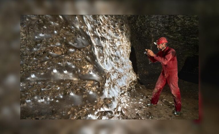 Die größte Spinne der Welt: Ein außergewöhnlicher Fund in der Schwefelhöhle