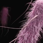 Die Langfristige Evolutionsexperiment (LTTE) und seine Erkenntnisse über die Evolution