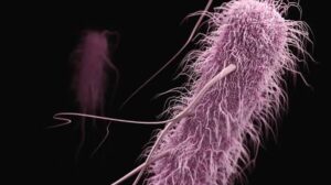 Die Langfristige Evolutionsexperiment (LTTE) und seine Erkenntnisse über die Evolution