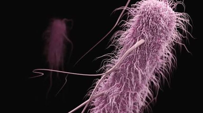 Die Langfristige Evolutionsexperiment (LTTE) und seine Erkenntnisse über die Evolution