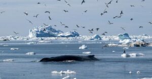 Die Lebensdauer der Grönlandwale und ihre Geheimnisse der Zellreparatur