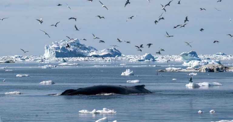 Die Lebensdauer der Grönlandwale und ihre Geheimnisse der Zellreparatur