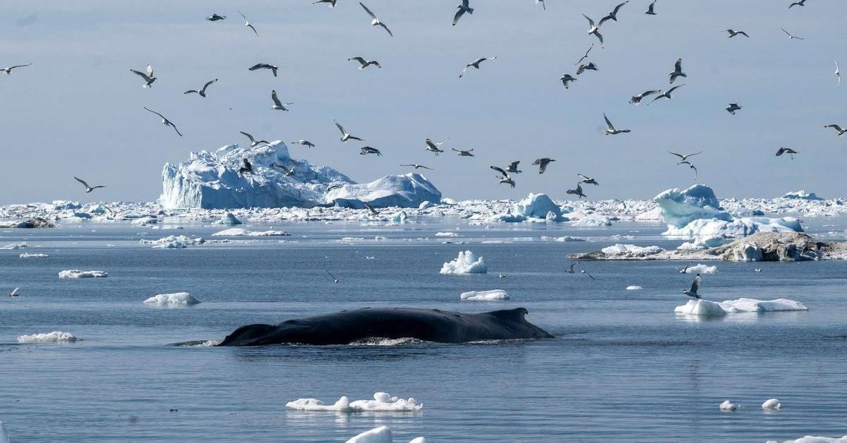 Die Lebensdauer der Grönlandwale und ihre Geheimnisse der Zellreparatur