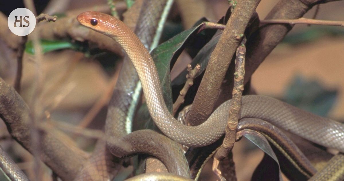 Die Rolle der Boomslang in der chinesischen Astrologie und die Geschichte von Karl Schmidt