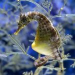 Die Rolle der Männchen bei der Fortpflanzung in der Tierwelt