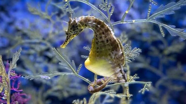 Die Rolle der Männchen bei der Fortpflanzung in der Tierwelt