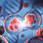 Die Rolle der Regeneration im menschlichen Körper