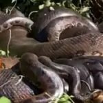 Die Rolle der riesigen Anakondas in der Evolution