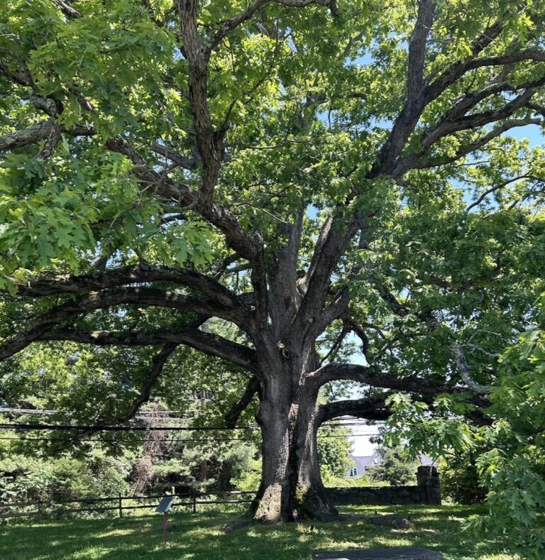 Die Rolle der Weißen Eiche im Natur- und Kulturerbe von Maryland