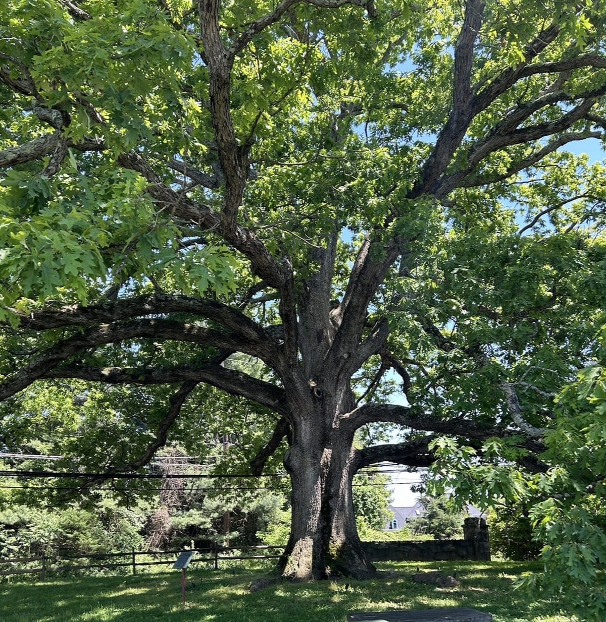 Die Rolle der Weißen Eiche im Natur- und Kulturerbe von Maryland