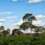 Die Rolle des Amazonas-Baums: Ein faszinierendes Symbol der Natur