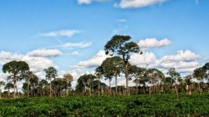 Die Rolle des Amazonas-Baums: Ein faszinierendes Symbol der Natur